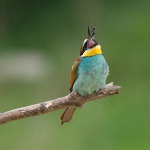 Vlha pestrá (Merops apiaster).16